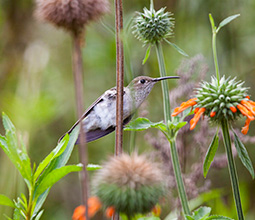Mockingjay on a plant